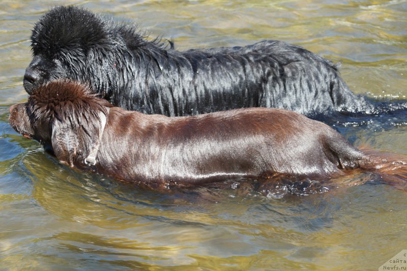 Фото: ньюфаундленд Шардоне с Берега Дона, ньюфаундленд Чарующий Чезарио (Charuyuschiy Chezario)
