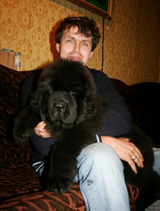 Фото: ньюфаундленд Черная Мафия Шапе оф му Хеарт (Chernaya Mafia Shape of my Heart)