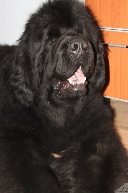 Фото: ньюфаундленд Их Высочество Гламур Доджи