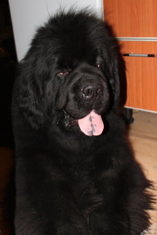 Фото: ньюфаундленд Их Высочество Гламур Доджи