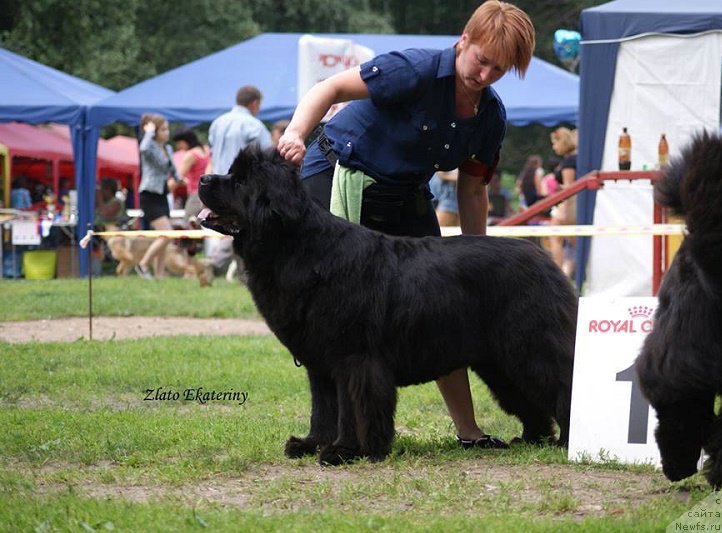 Фото: ньюфаундленд Гранд Бэби Ариадна