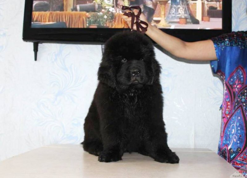 Фото: ньюфаундленд Черная Мафия Ше ис а Ладу (Chernaya Mafia She is a Lady)