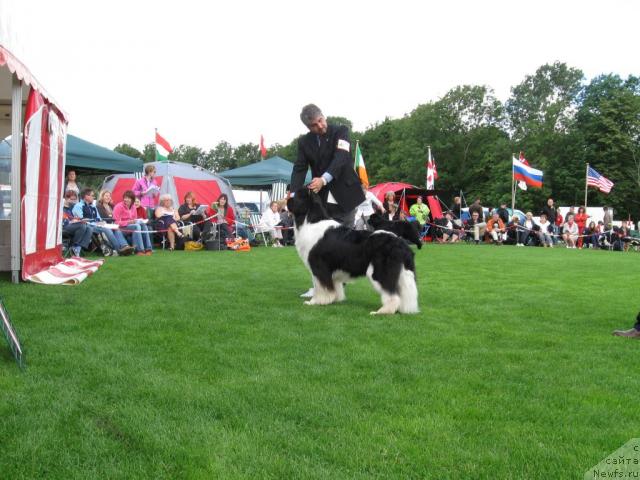 Фото: Thickish Newfoundland Neck or Nothing