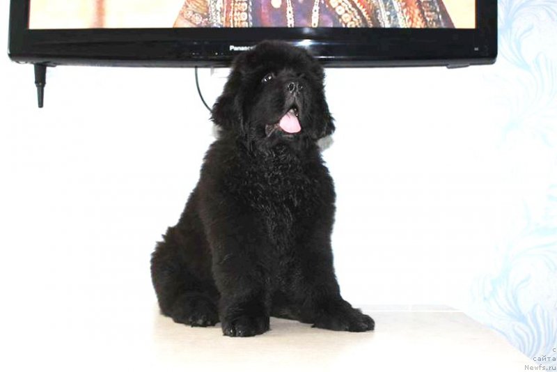 Фото: ньюфаундленд Черная Мафия Ше ис а Ладу (Chernaya Mafia She is a Lady)