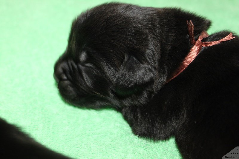 Фото: ньюфаундленд Маркиз Максимельен Де Марк (Markiz Maximilien de Mark)