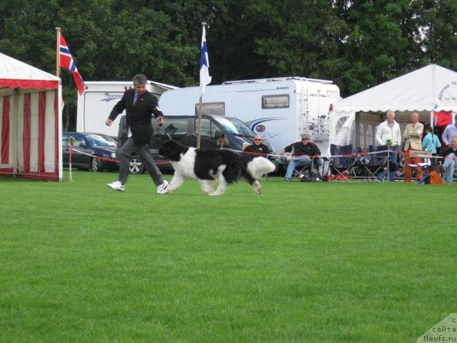 Фото: Thickish Newfounland Neck or Nothing