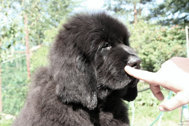 Фото: ньюфаундленд Черная Мафия Шапе оф му Хеарт (Chernaya Mafia Shape of my Heart)