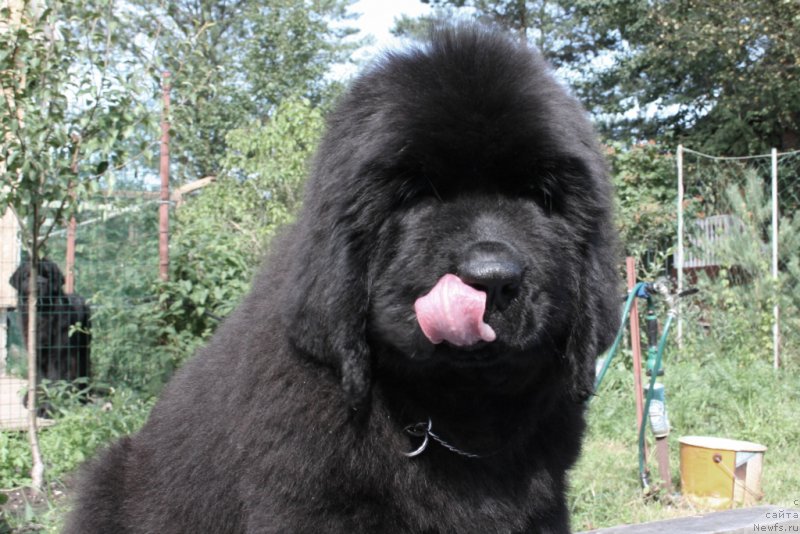 Фото: ньюфаундленд Черная Мафия Шапе оф му Хеарт (Chernaya Mafia Shape of my Heart)