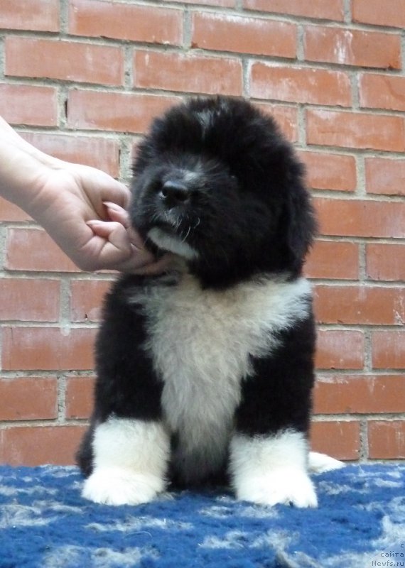 Фото: ньюфаундленд Супер Премиум Рио де Жанейро (Super Premium Rio de Janeiro)