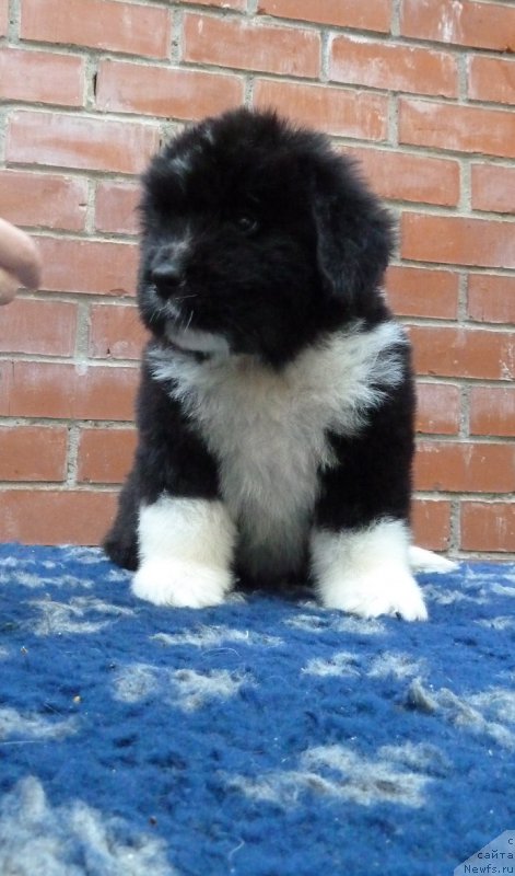 Фото: ньюфаундленд Супер Премиум Рио де Жанейро (Super Premium Rio de Janeiro)