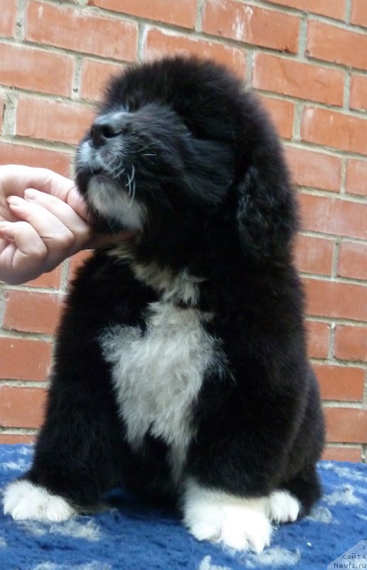 Фото: ньюфаундленд Супер Премиум Ричард Третий