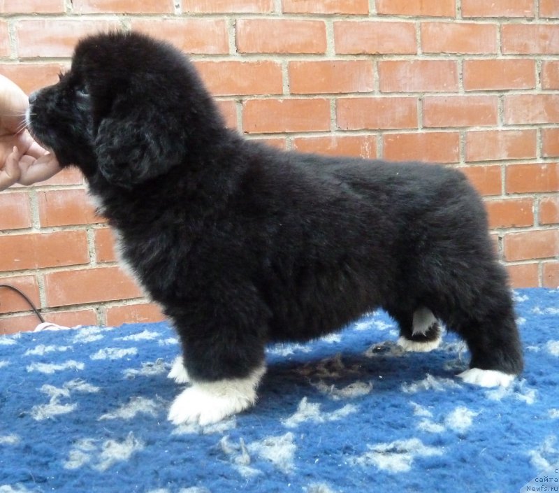 Фото: ньюфаундленд Супер Премиум Ричард Третий