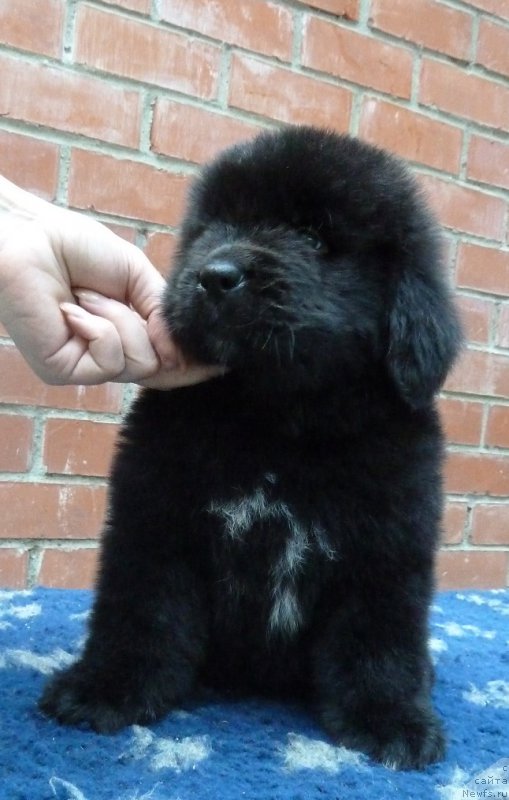 Фото: ньюфаундленд Супер Премиум Рутгер Шварц