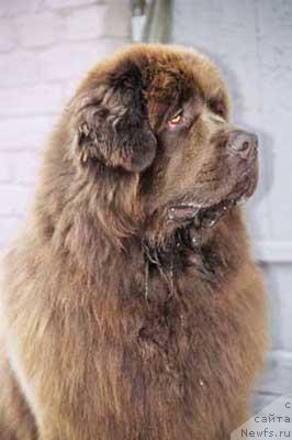 Фото: ньюфаундленд Ёран с Берега Дона