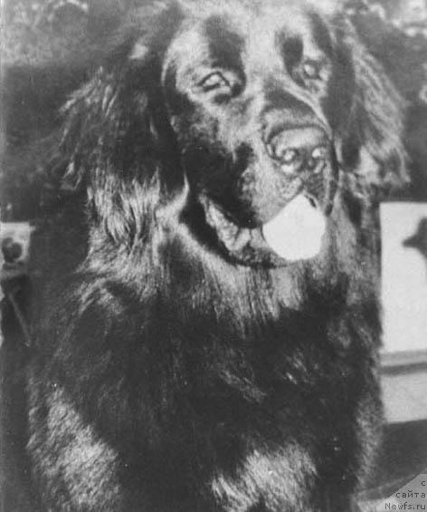 Фото: ньюфаундленд Вильяр Тисс