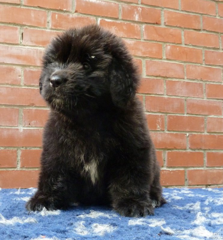 Фото: ньюфаундленд Супер Премиум Рокси