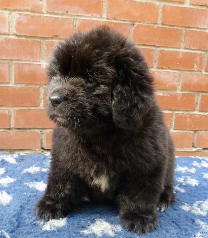 Фото: ньюфаундленд Супер Премиум Рокси