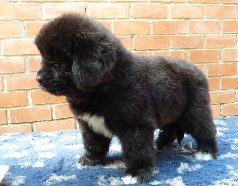 Фото: ньюфаундленд Супер Премиум Регата