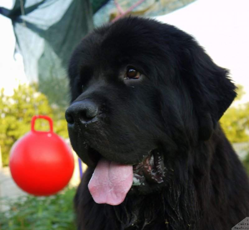 Фото: ньюфаундленд Черный Чанк с Берега Дона (Chernyj Chank s Berega Dona)