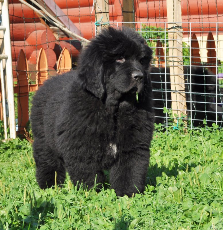 Фотография № 161036