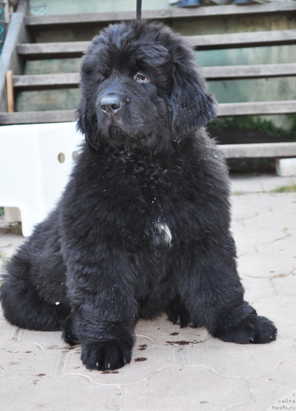 Фотография № 161037