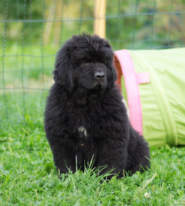 Фотография № 161042