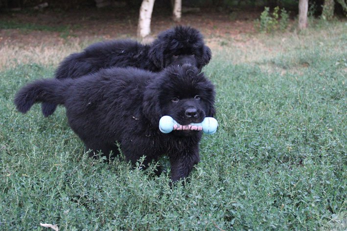 Фото: ньюфаундленд Арамис с Берега Дона (Aramis s Berega Dona), ньюфаундленд А'Портос с Берега Дона (A'Portos s Berega Dona)