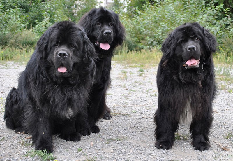 Фотография № 161048