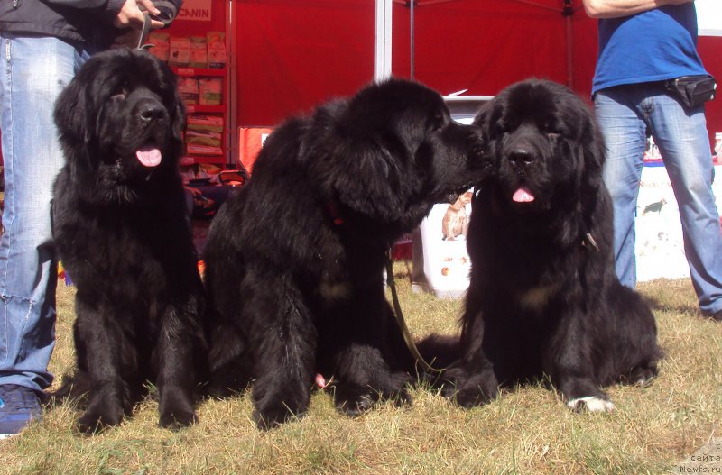 Фото: ньюфаундленд Big Sky Bear Brezza Di Mare, ньюфаундленд Angel Khranitel Vilmar, ньюфаундленд Big Sky Bear Biancaneve