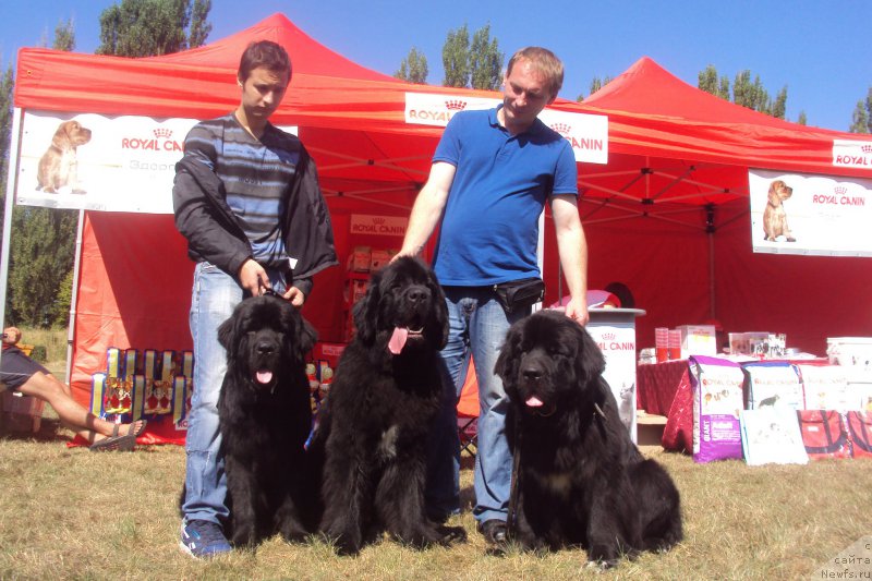 Фото: ньюфаундленд Big Sky Bear Brezza Di Mare, ньюфаундленд Angel Khranitel Vilmar, ньюфаундленд Big Sky Bear Biancaneve