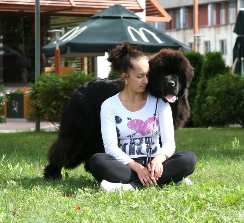 Фото: ньюфаундленд Guliver Moon Bear