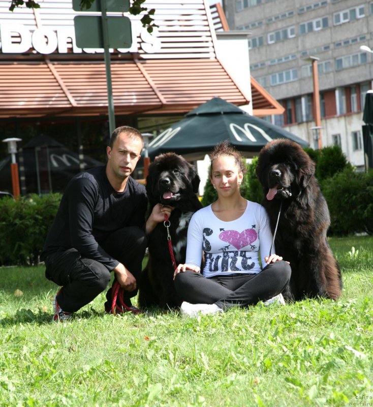 Фото: ньюфаундленд Дак Прайд Верту (Dark Pride Vertu), ньюфаундленд Guliver Moon Bear
