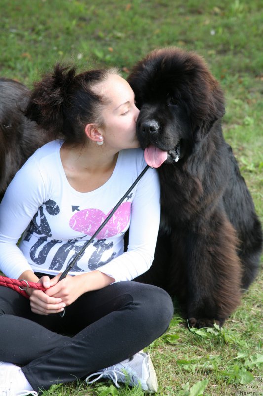 Фото: ньюфаундленд Guliver Moon Bear, Анастасия Розенфельд