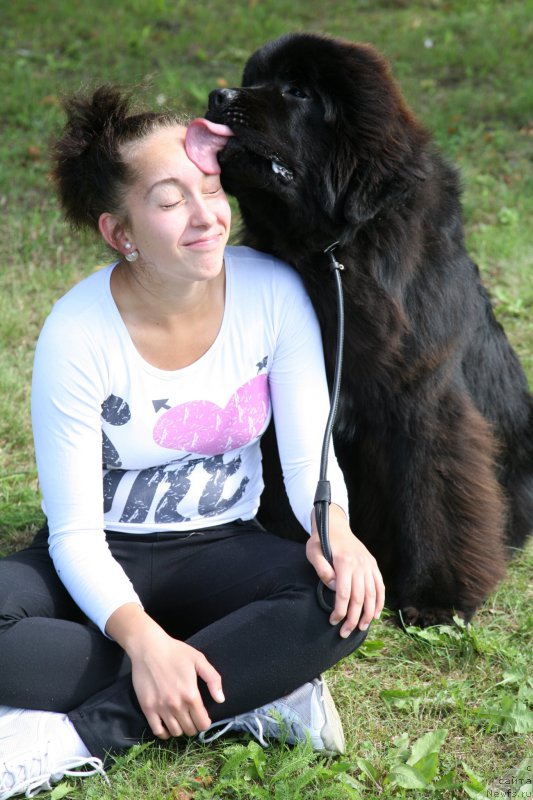 Фото: ньюфаундленд Guliver Moon Bear, Анастасия Розенфельд