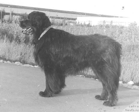 Фото: ньюфаундленд Викинг Тисс