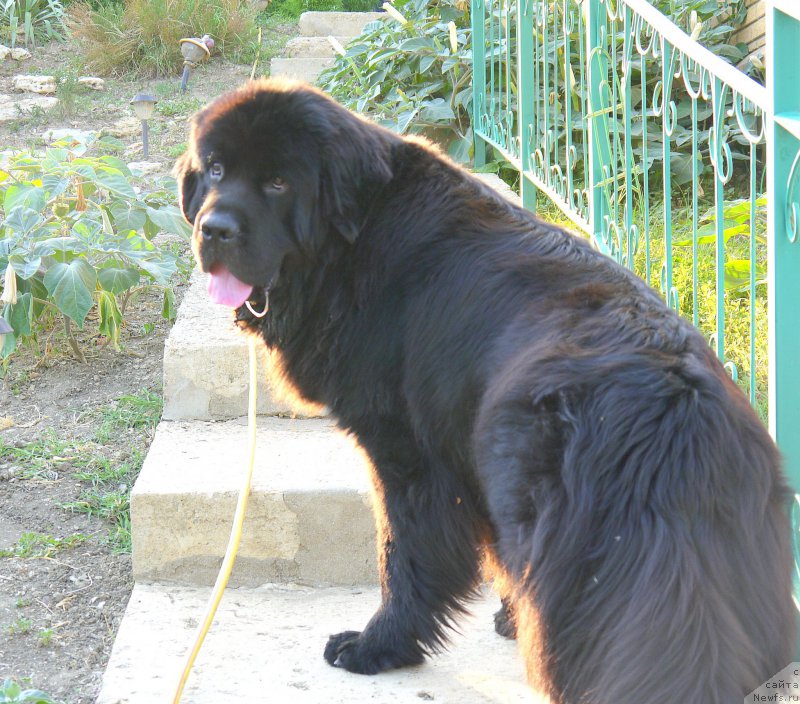 Фото: ньюфаундленд Черный Чанк с Берега Дона (Chernyj Chank s Berega Dona)