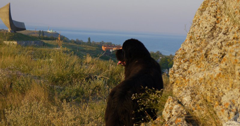 Фото: ньюфаундленд Черный Чанк с Берега Дона (Chernyj Chank s Berega Dona)