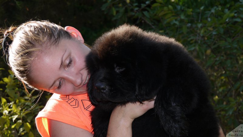 Фото: ньюфаундленд Арамис с Берега Дона (Aramis s Berega Dona)