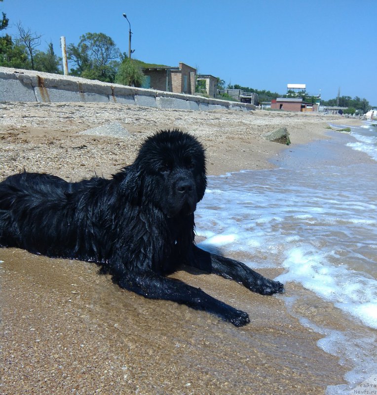 Фото: ньюфаундленд Черный Чанк с Берега Дона (Chernyj Chank s Berega Dona)