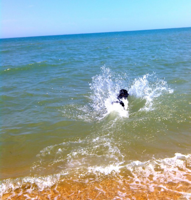 Фото: ньюфаундленд Черный Чанк с Берега Дона (Chernyj Chank s Berega Dona)