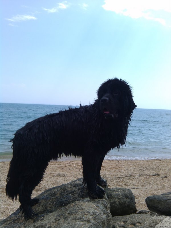 Фото: ньюфаундленд Черный Чанк с Берега Дона (Chernyj Chank s Berega Dona)