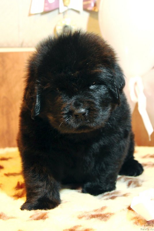 Фото: ньюфаундленд Хилда Фулфилмент оф Дреамс Блак Легенд (Hilda Fulfillment of Dreams Black Legend)