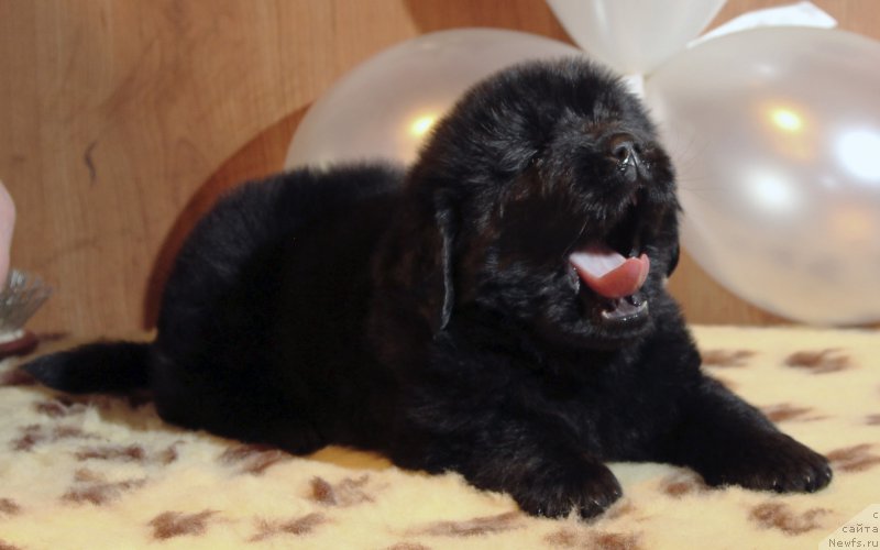 Фото: ньюфаундленд Хилда Фулфилмент оф Дреамс Блак Легенд (Hilda Fulfillment of Dreams Black Legend)