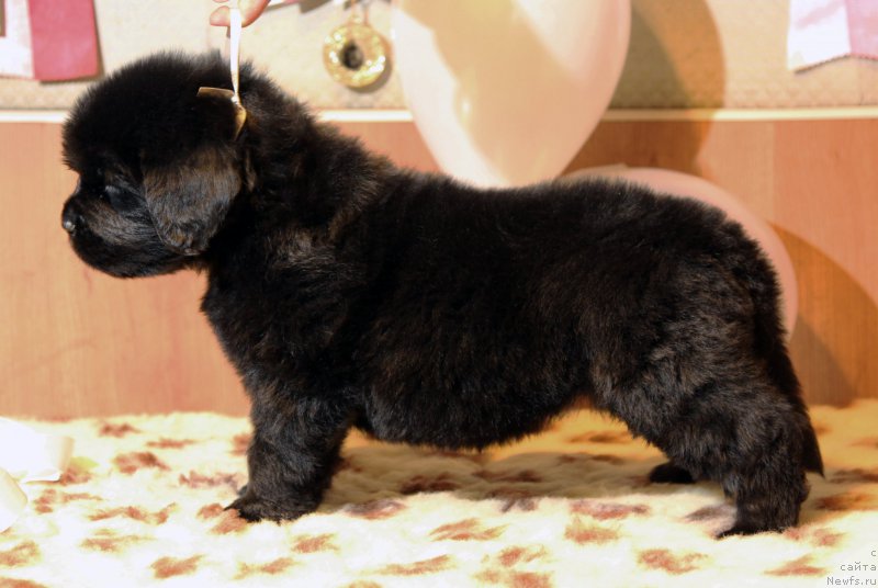 Фото: ньюфаундленд Хилда Фулфилмент оф Дреамс Блак Легенд (Hilda Fulfillment of Dreams Black Legend)