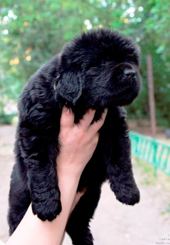 Фото: ньюфаундленд Хилда Фулфилмент оф Дреамс Блак Легенд (Hilda Fulfillment of Dreams Black Legend)