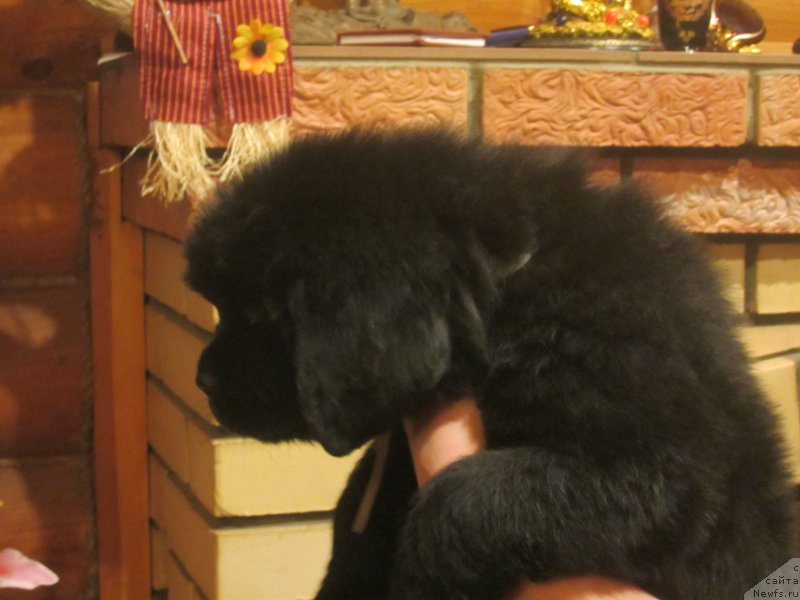 Фото: ньюфаундленд Хилда Фулфилмент оф Дреамс Блак Легенд (Hilda Fulfillment of Dreams Black Legend)