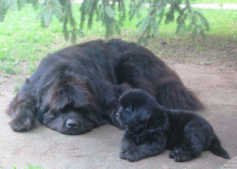 Фото: ньюфаундленд Very Fairweathers X'Got The Rhythm, ньюфаундленд Хилда Фулфилмент оф Дреамс Блак Легенд (Hilda Fulfillment of Dreams Black Legend)