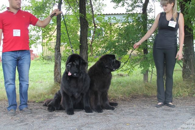 Фото: ньюфаундленд Бегущая по Волнам Шаолинь (Beguschaya po Volnam Shaolin), ньюфаундленд Rayout Happiness Midnight Bear, Иван Тиханович