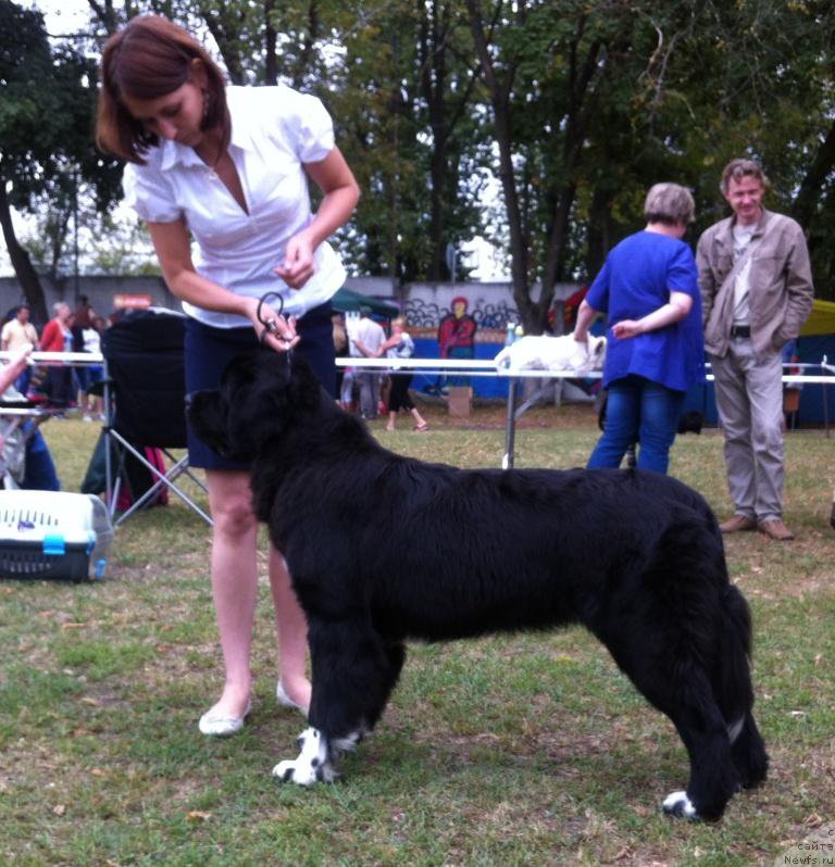 Фото: ньюфаундленд Аквиан Сонг Леди Ин Блэк