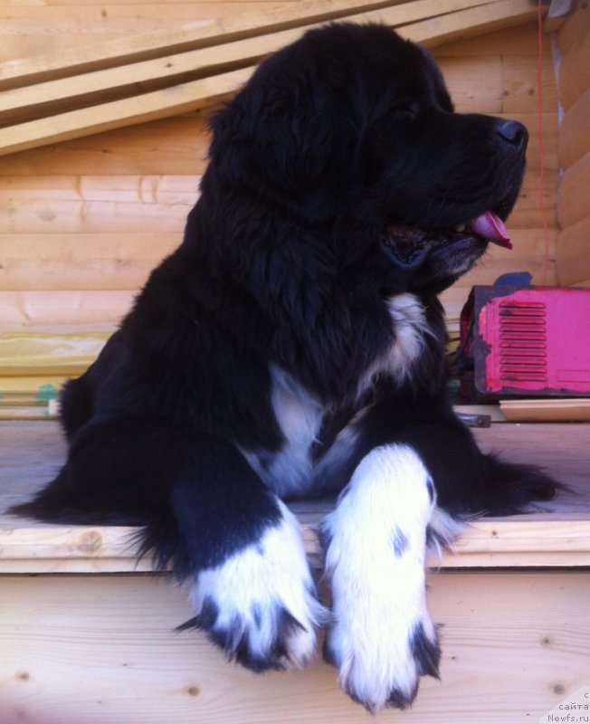 Фотография № 161138